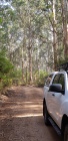 Boranup Forest Drive