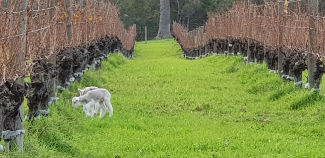 Lambs in the vines